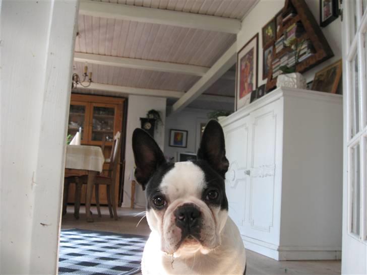 Boston terrier Georgi billede 5