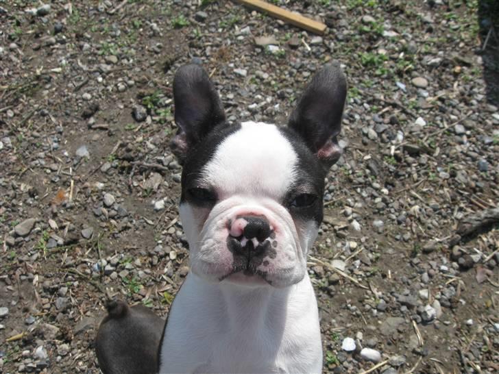 Boston terrier Georgi billede 6