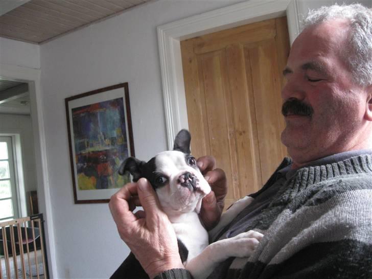 Boston terrier Georgi - Fars hund ;0) billede 7