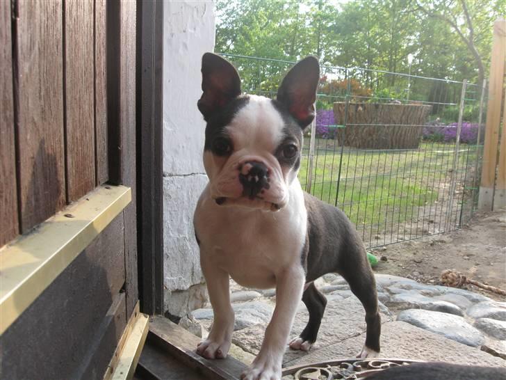 Boston terrier Georgi billede 8