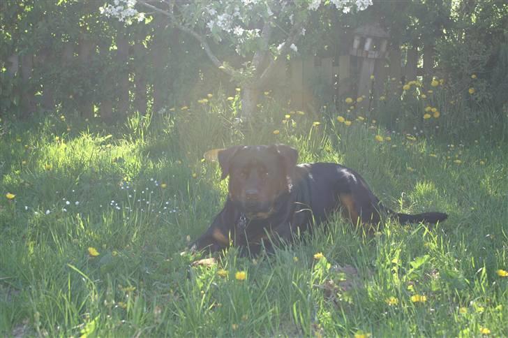 Rottweiler Baloo - Afslapning i æbletræets skygge billede 18