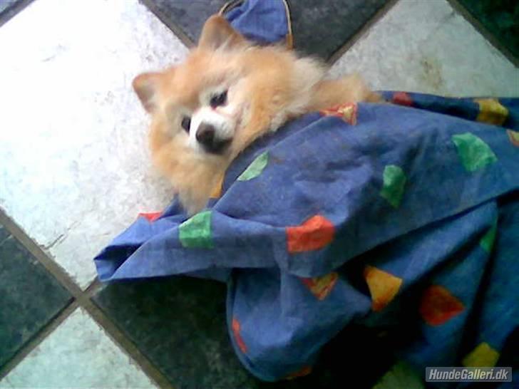 Mittelspitz Pussi    *DØD* billede 2