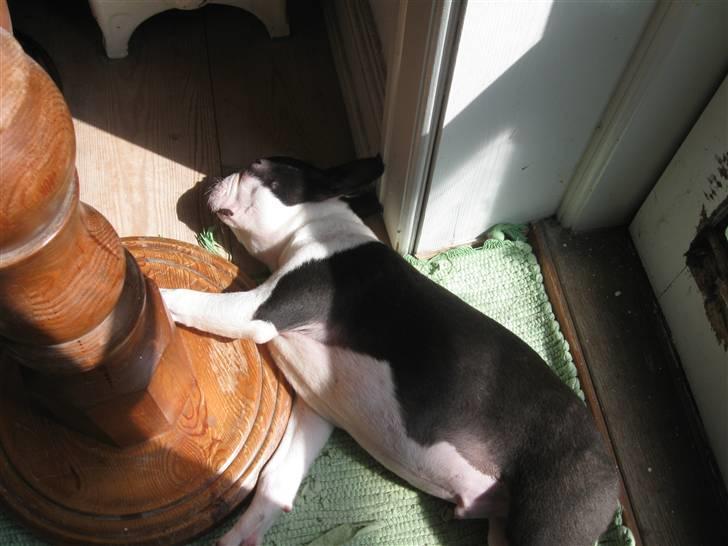 Boston terrier Georgi billede 9