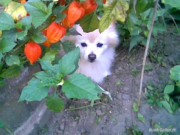 Mittelspitz Pussi    *DØD* billede 3