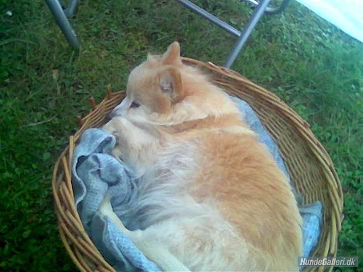 Mittelspitz Pussi    *DØD* billede 4