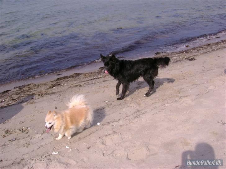 Mittelspitz Pussi    *DØD* billede 5