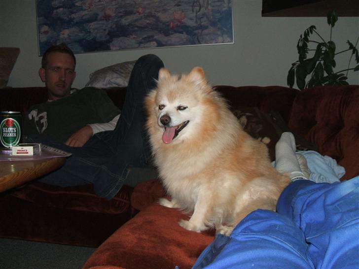 Mittelspitz Pussi    *DØD* billede 6