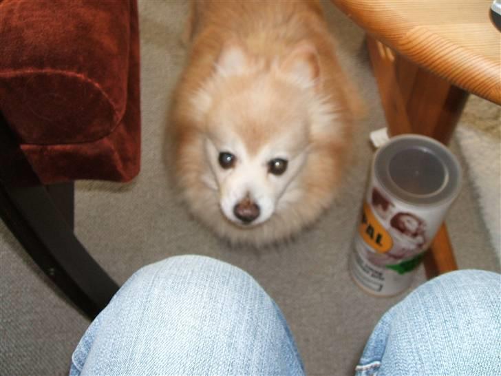 Mittelspitz Pussi    *DØD* billede 7