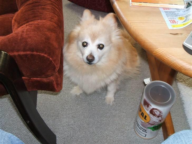 Mittelspitz Pussi    *DØD* billede 8