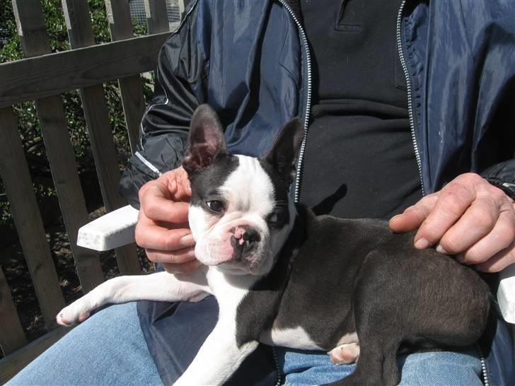 Boston terrier Georgi billede 10