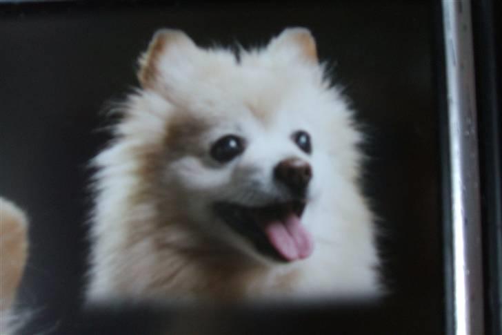 Mittelspitz Pussi    *DØD* billede 9