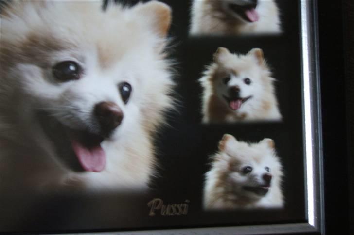 Mittelspitz Pussi    *DØD* billede 10