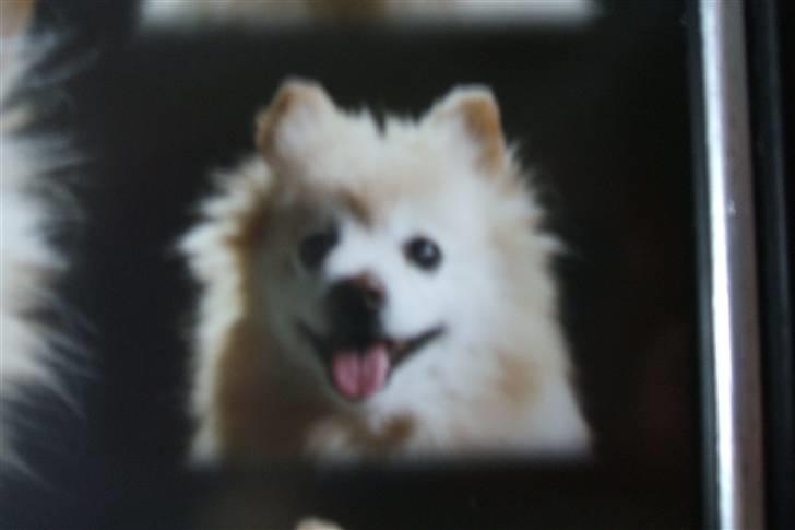 Mittelspitz Pussi    *DØD* billede 11