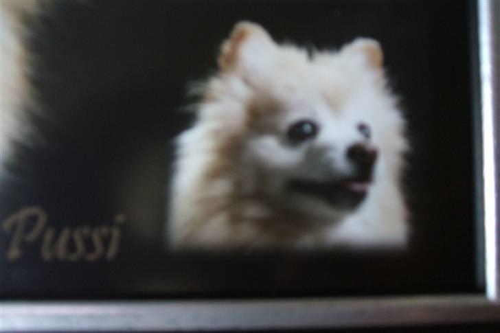 Mittelspitz Pussi    *DØD* billede 12