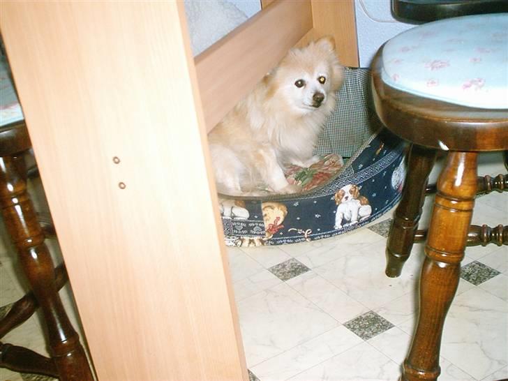 Mittelspitz Pussi    *DØD* billede 13