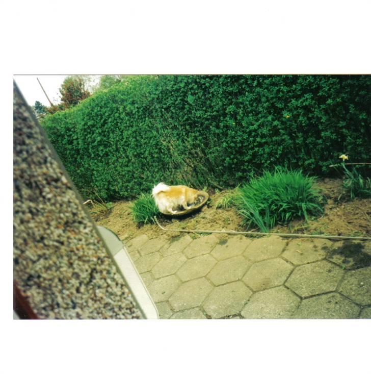 Mittelspitz Pussi    *DØD* billede 15