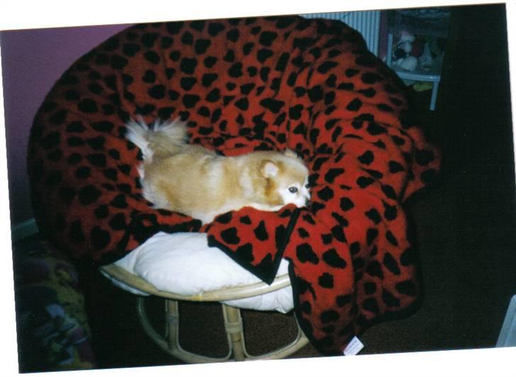 Mittelspitz Pussi    *DØD* billede 16