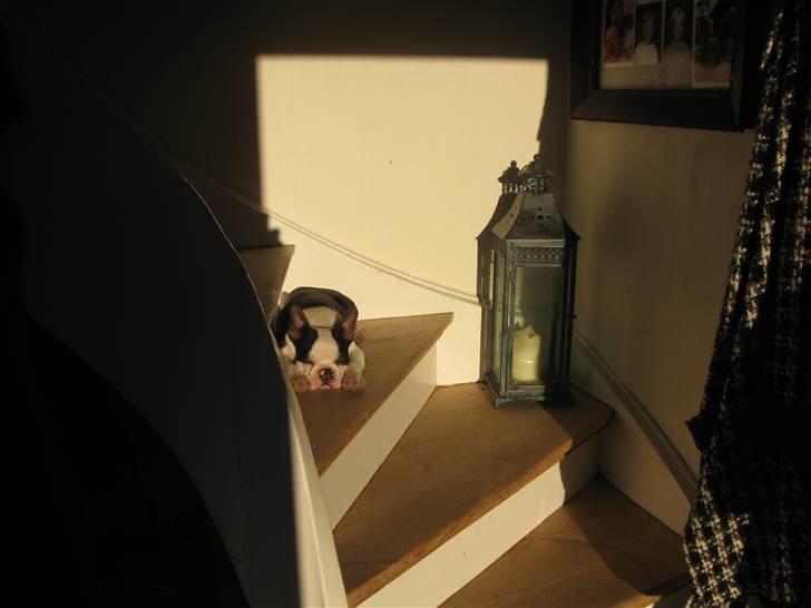 Boston terrier Georgi - Man kan vel altid finde et sted hvor solen falder ind :0) billede 11