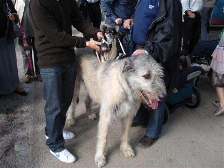 Chihuahua *Gorgeous <3* billede 18