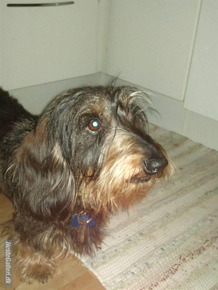 Gravhund Hannibal <3 - 2010) Søde ;D billede 12