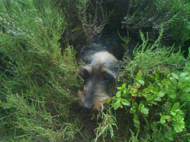 Gravhund Hannibal <3 - 2008) Løber frit rundt i skoven, ved vores sommerhus xD  billede 13