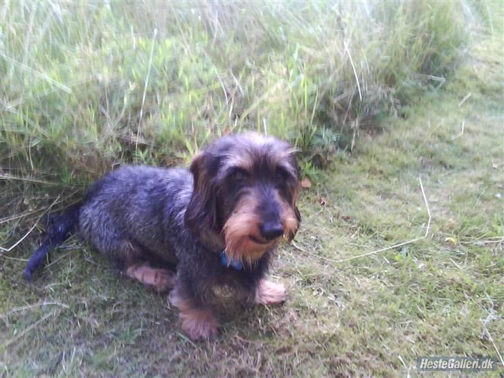 Gravhund Hannibal <3 - 2009) Sød?(;<3 billede 14