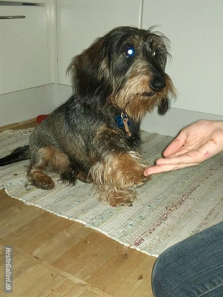 Gravhund Hannibal <3 - 2010) Gi´ pote ;D billede 15