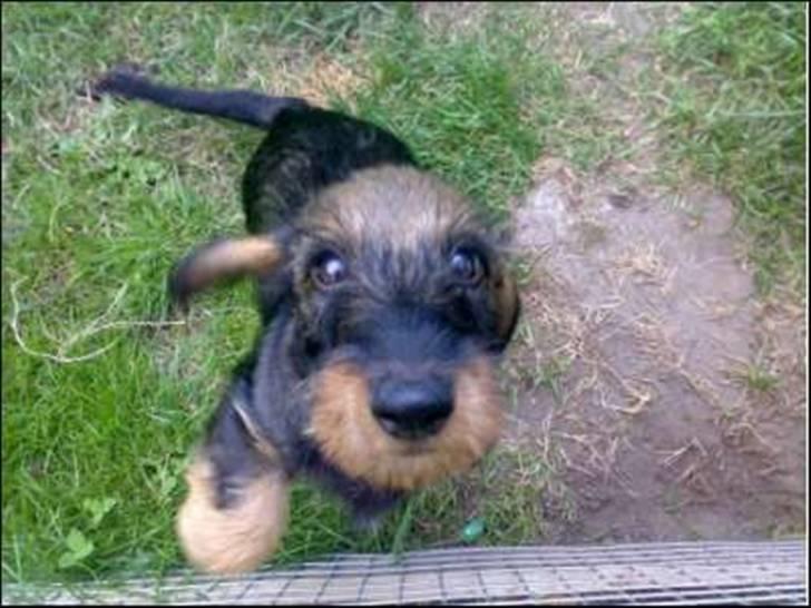 Gravhund Hannibal <3 - Balsemand som hvalp ;*<33 nuurh<3 2 måneder gammel :D<3 billede 16