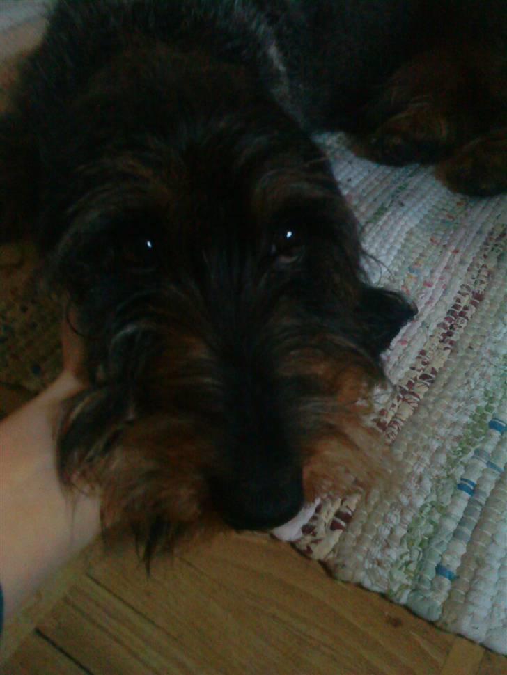 Gravhund Hannibal <3 - 2008) Balsøøøøøøøh :D<3 billede 17