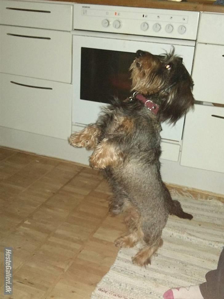 Gravhund Hannibal <3 - 2010) Balses trick = stå på bagben (: billede 18