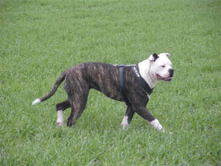 Amerikansk bulldog Disney R.I.P billede 1