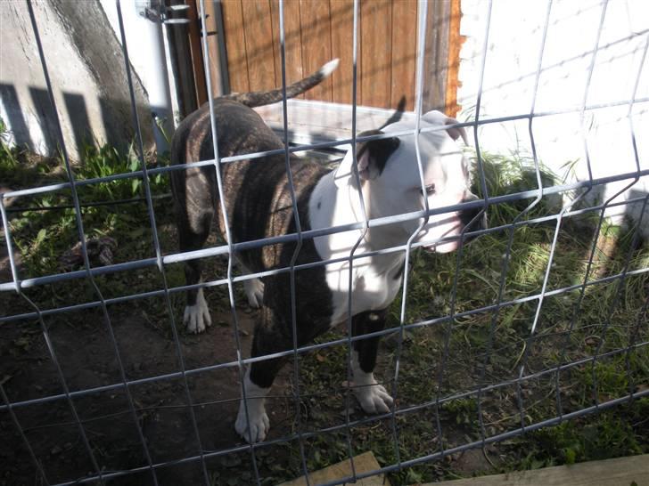 Amerikansk bulldog Disney R.I.P billede 2