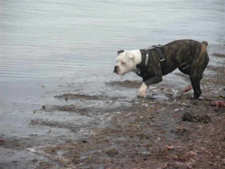 Amerikansk bulldog Disney R.I.P billede 3