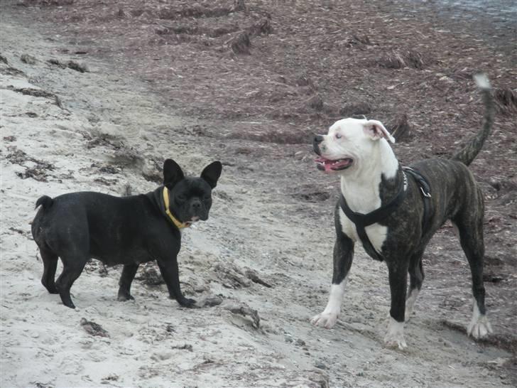 Amerikansk bulldog Disney R.I.P billede 4