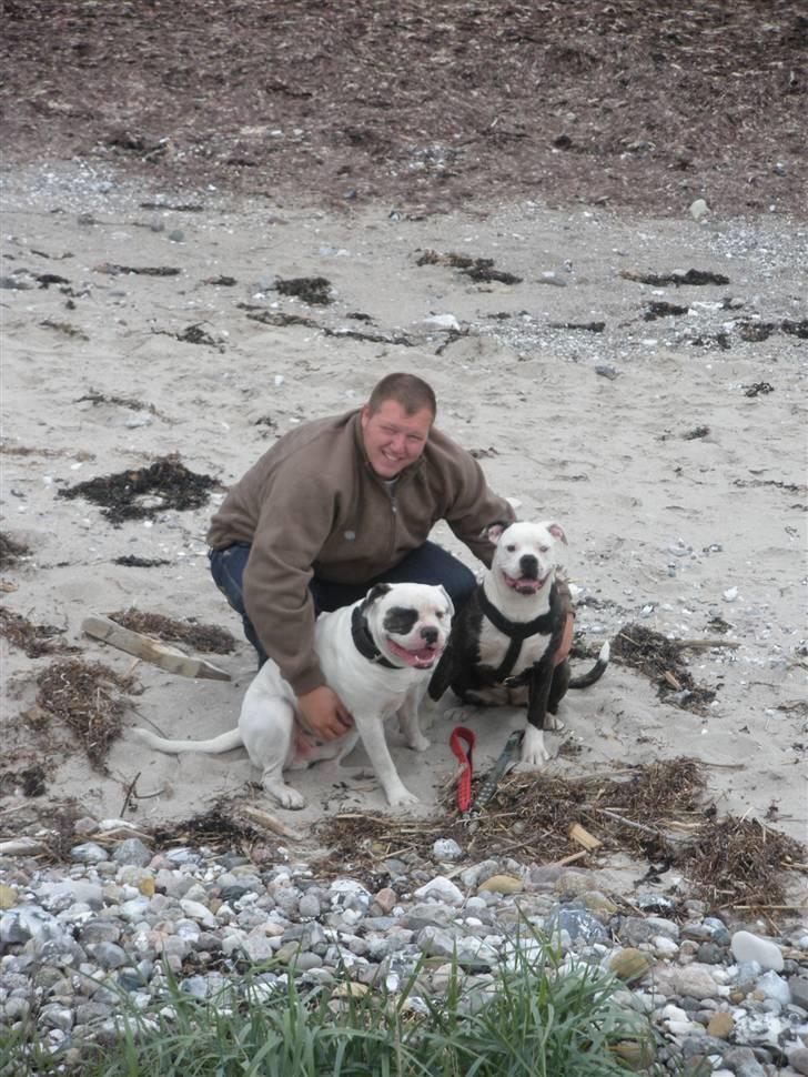 Amerikansk bulldog Disney R.I.P billede 5