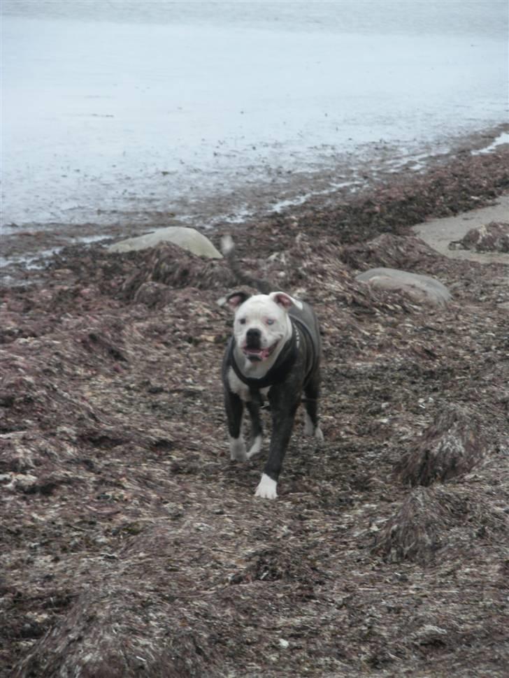 Amerikansk bulldog Disney R.I.P billede 6