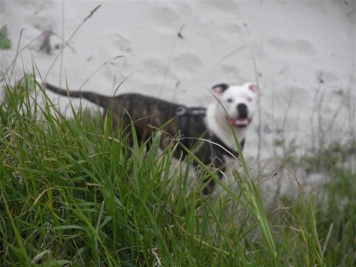 Amerikansk bulldog Disney R.I.P billede 7