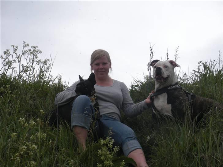 Amerikansk bulldog Disney R.I.P billede 8