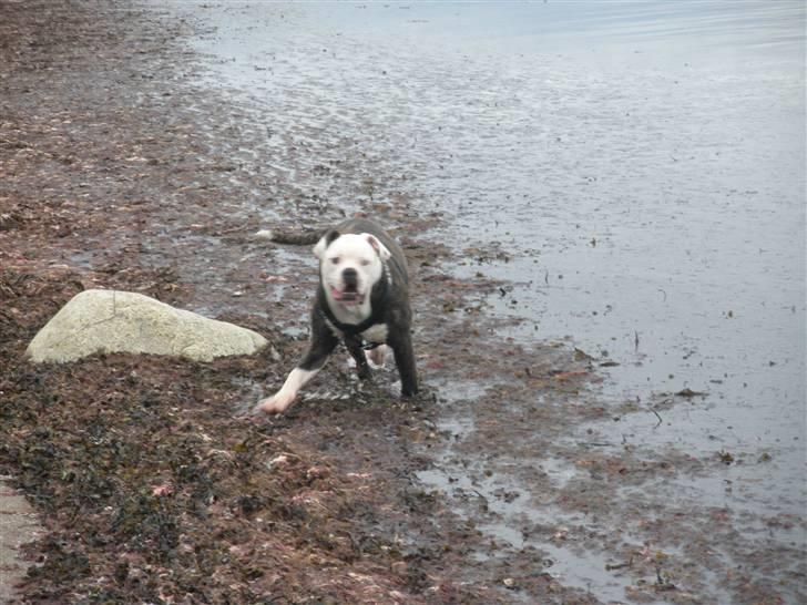 Amerikansk bulldog Disney R.I.P billede 9