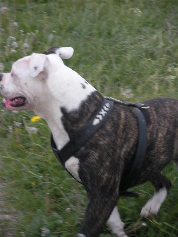 Amerikansk bulldog Disney R.I.P billede 10