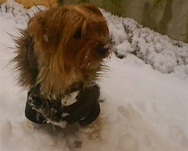 Blanding af racer Hugo - Hugo som første gang oplever sne hehe, & man kan tydelig se han elsker det hihi billede 1