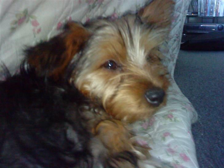 Blanding af racer Hugo - Der er han lige kommet hjem til sit nye hjem, Ej hvor var han bare nuttet den dag billede 2