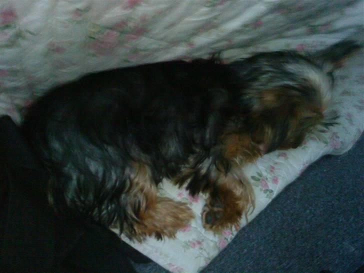 Blanding af racer Hugo - Hugo der putter på hjørnet af tæppet få timer efter han var kommet hjem til mig billede 3