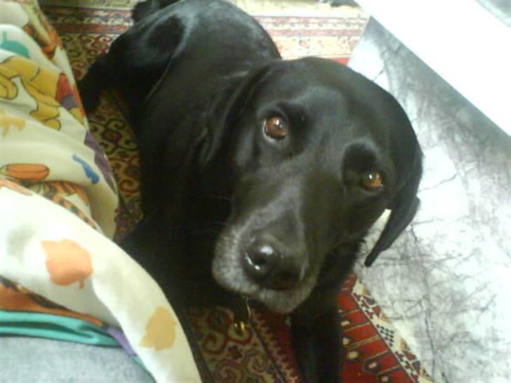 Labrador retriever takko (R.I.P) :'( billede 2