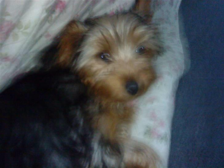 Blanding af racer Hugo - Endelig fik jeg ham til & kigge heh billede 4