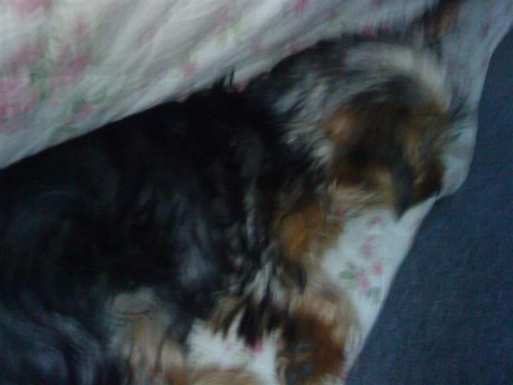 Blanding af racer Hugo - Den lille puttetrold billede 5