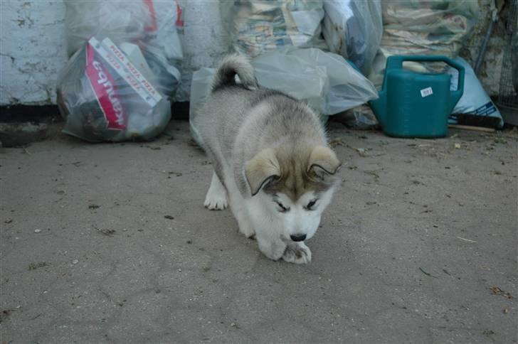 Alaskan malamute Wolfine billede 4