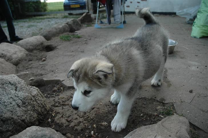 Alaskan malamute Wolfine billede 5