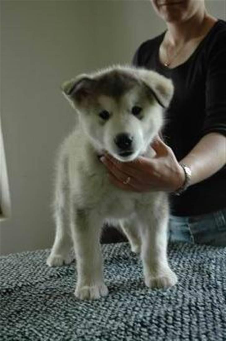 Alaskan malamute Wolfine billede 6