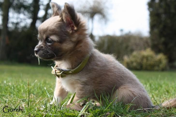 Chihuahua *Pixie <3* billede 11